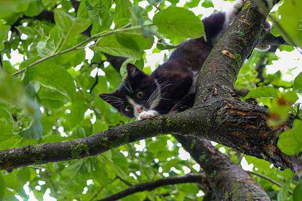 A black and white kitten with bright eyes has climbed into a leafy tree, surrounded by thick green foliage.