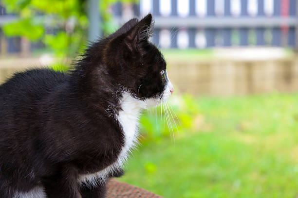 A black and white kitten with bright green eyes sits in profile, intently examining something off-camera. Its white whiskers and expressive gaze create a touching image that conveys childlike curiosity and tenderness.
