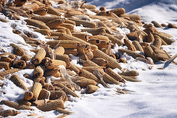 A Pile of Corn in the Snow