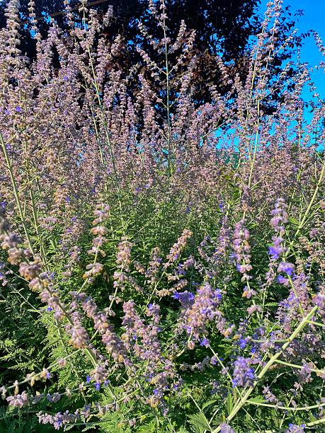 istock Perovskia atriplicifolia Blooming Under Ornamental Plum Trees 2226634914