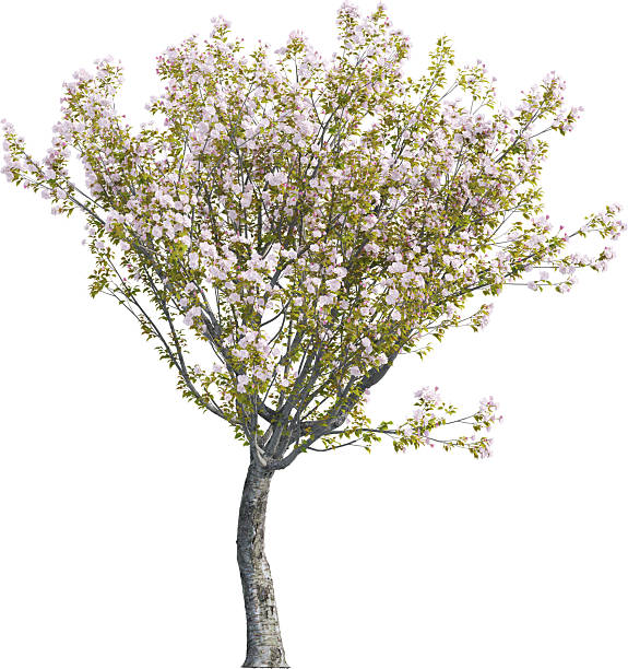 istock Side view of Cherry Tree - Cerasus Yedoensis 2226635270