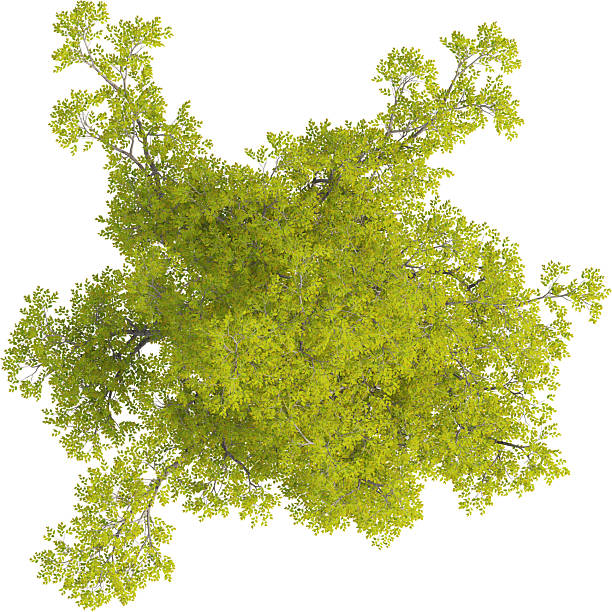 istock Top view of Japanese Hackberry Tree - Celtis Sinensis 2226635625