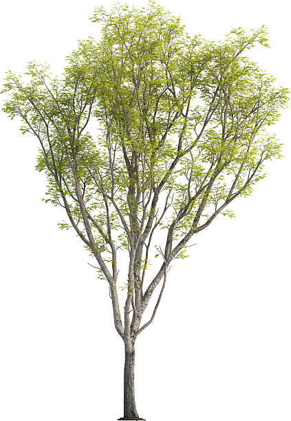 istock Side view of Japanese Hackberry Tree - Celtis Sinensis 2226635626