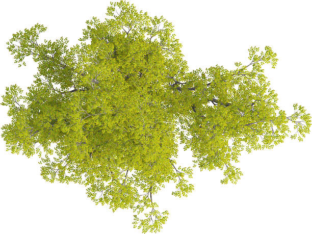 istock Top view of Japanese Hackberry Tree - Celtis Sinensis 2226635643