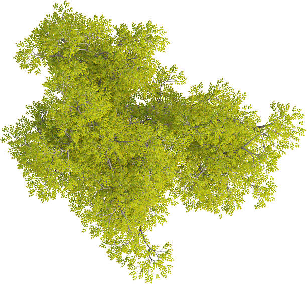 istock Top view of Japanese Hackberry Tree - Celtis Sinensis 2226635648