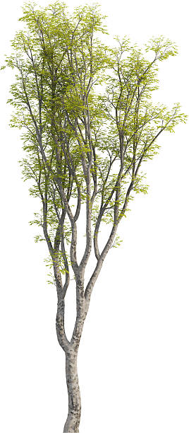istock Side view of Japanese Hackberry Tree - Celtis Sinensis 2226635670
