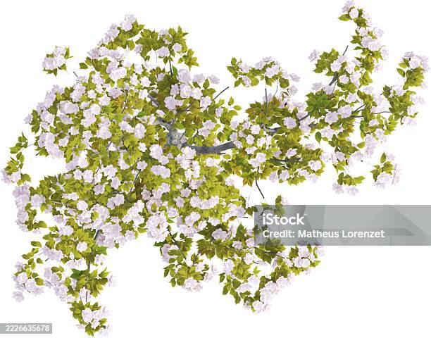 Top View Of Cherry Tree Cerasus Yedoensis Stock Photo - Download Image Now - Backgrounds, Beauty In Nature, Blossom