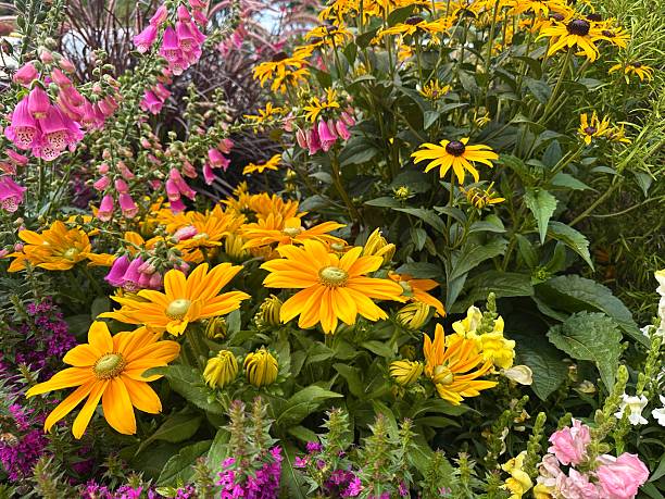 istock Black-eyed Rudbeckia (Rudbeckia hirta), also known as rough coneflower. 2226636314