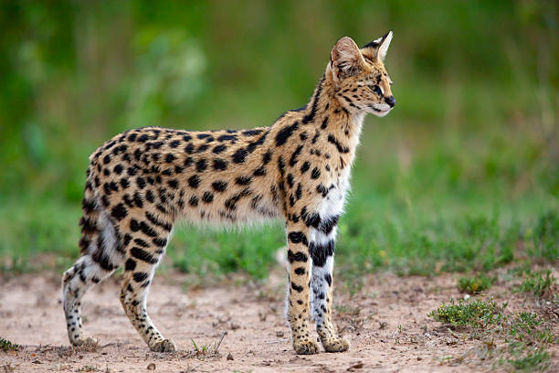 istock Serval (Leptailurus serval), Masai Mara National Reserve, Kenya 2226636365
