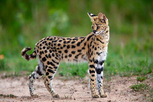 istock Serval (Leptailurus serval), Masai Mara National Reserve, Kenya 2226636371