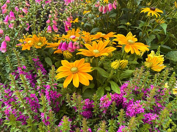istock Rudbeckia (Rudbeckia hirta), also known as rough coneflower. 2226636372