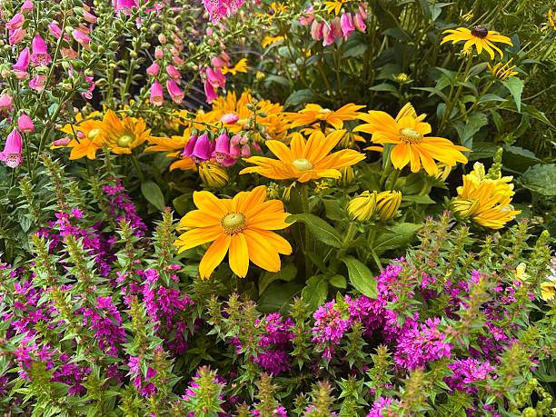 istock Black-eyed Rudbeckia (Rudbeckia hirta), also known as rough coneflower. 2226636440