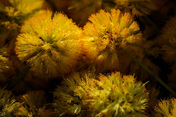 Beautiful flowers with detail.
