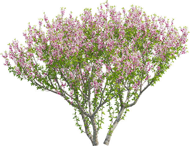 istock Side view of Peach Tree - Prunus Persica 2226637921