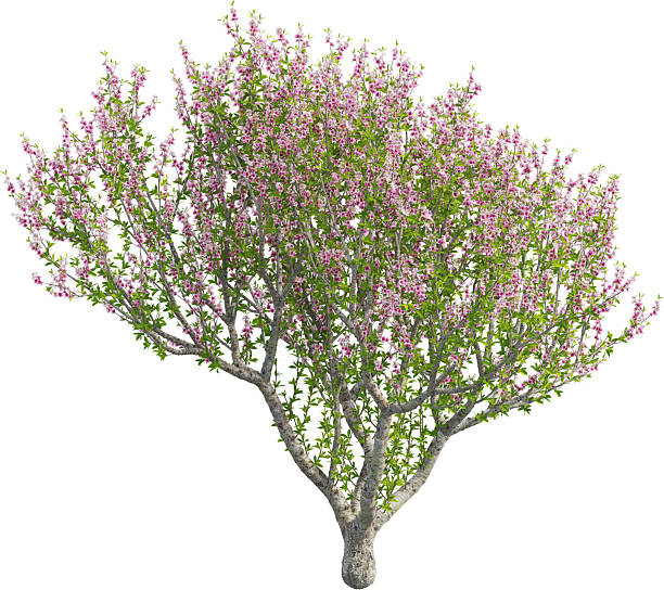 istock Side view of Peach Tree - Prunus Persica 2226637958
