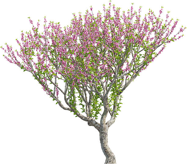 istock Side view of Peach Tree - Prunus Persica 2226637980