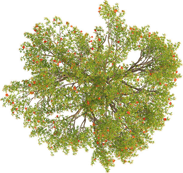 istock Top view of Chinese Redbud Tree - Punica Granatum 2226638015
