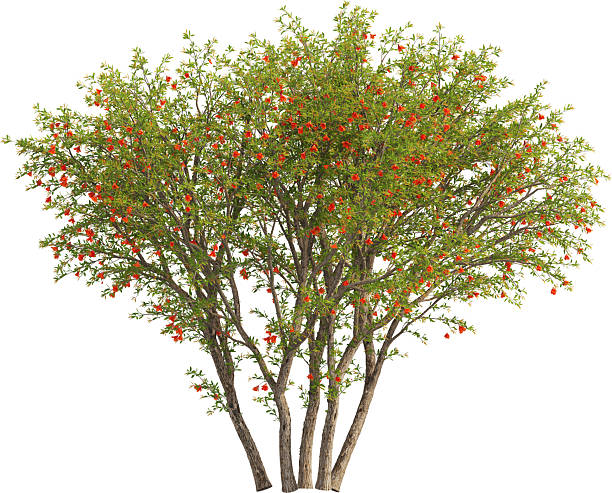 istock Side view of Chinese Redbud Tree - Punica Granatum 2226638026
