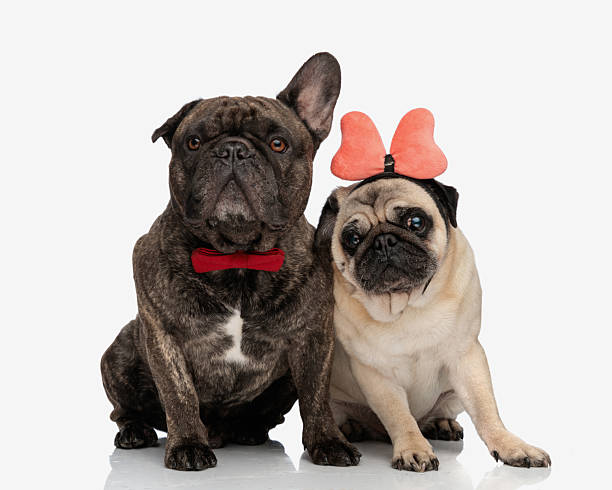 istock cute two puppies wearing bowtie and bow headband sitting and looking forward 2226638172