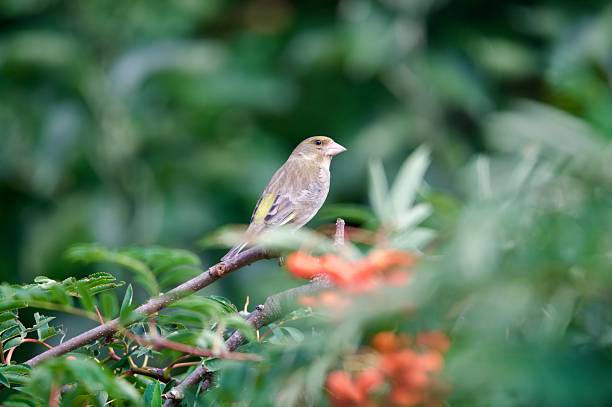 Cute little tropical yellow and gray bird , female Saffron finch, is foraging on the green grass of the lawn.