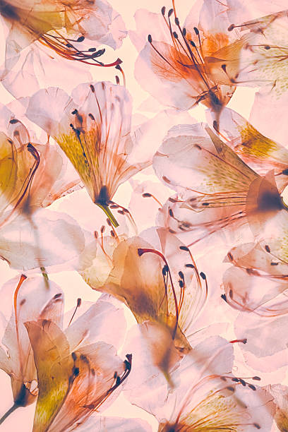 istock romantic red tinted rhododendron leaves for backgrounds 2226638827