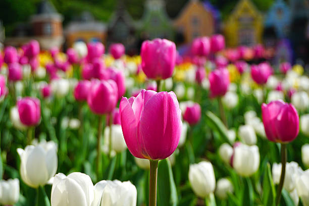 istock Pink and White Tulips 2226639482