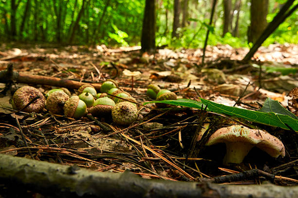 A close-up shot of several small, brown mushrooms and acorns nestled amongst fallen leaves and twigs on the forest floor. The mushrooms are clustered together