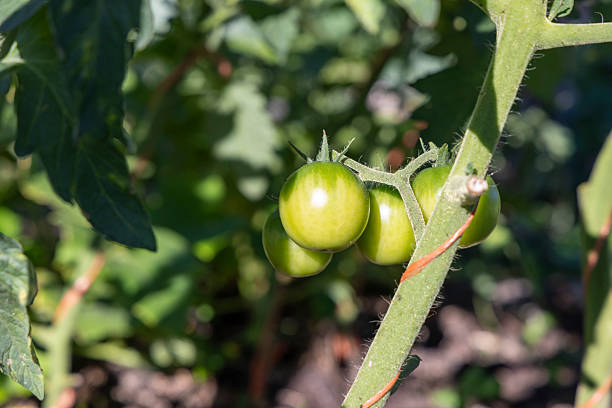 Three green tomatoes are hanging from a plant. The tomatoes are ripe and ready to be picked. Concept of abundance and freshness, as the ripe tomatoes are a sign of a healthy and thriving garden