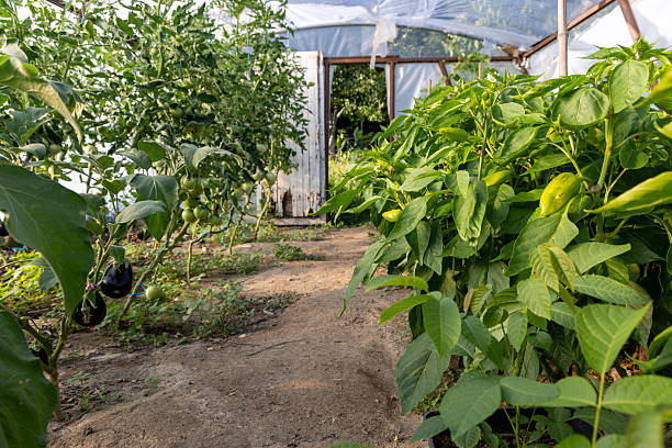 A greenhouse with plants and a path. The plants are green and the path is dirt. The greenhouse is enclosed by a white plastic covering