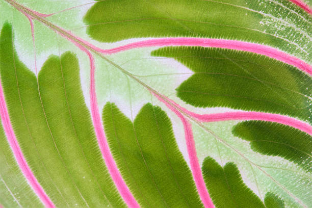 istock Vibrant Green and Pink Leaf Pattern in Macrophotography 2226644706