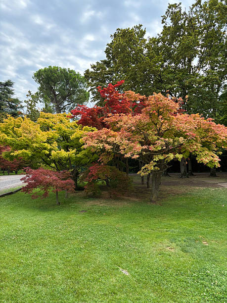 istock Colorful autumn trees in a park 2226645328