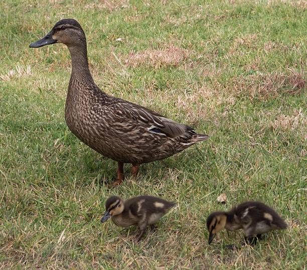 istock Duck in the grass with chicks. Young ducks. Cornwallis New Zealand coast 2226645706