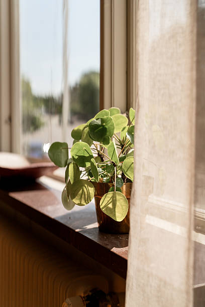 istock Potted plant basking in sunlight on a cozy home window sill 2226645716