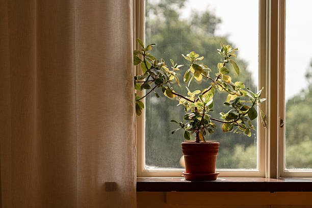 istock Potted plant on a windowsill illuminated by soft natural light 2226645720