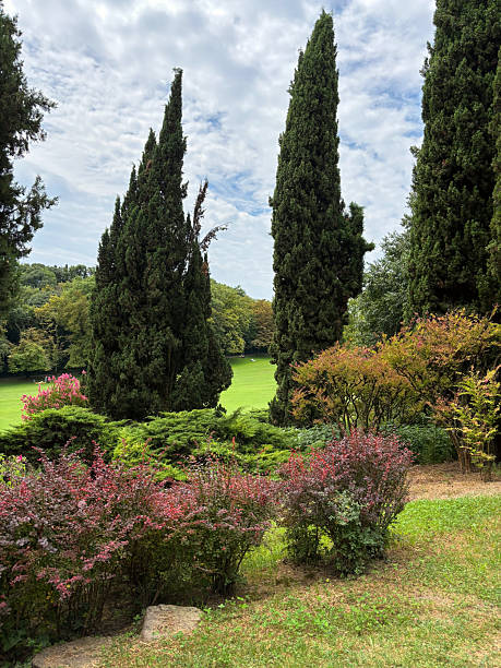 istock Lush garden with tall trees 2226646268