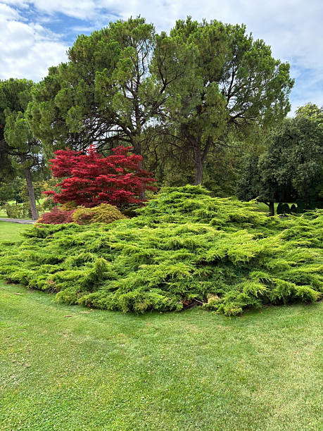 istock Lush Garden with Vibrant Foliage 2226646353