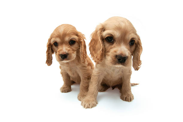 Close-up of two golden Cocker Spaniel puppies lying and sitting on a seamless white background. One puppy looks curiously at the camera while the other rests its head down. Their soft fur and innocent expressions make the image ideal for themes such as pet care, puppy adoption, veterinary services, and emotional connection with animals.