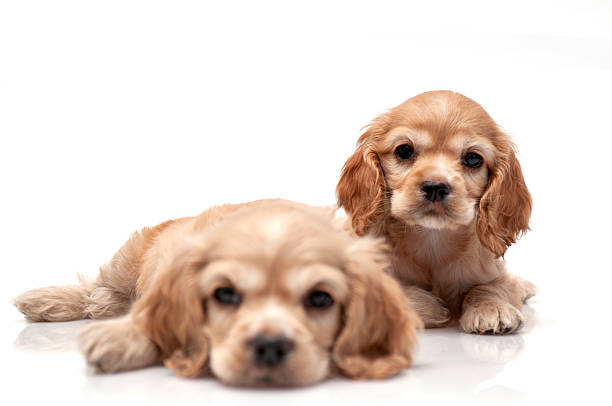 Close-up of two golden Cocker Spaniel puppies lying and sitting on a seamless white background. One puppy looks curiously at the camera while the other rests its head down. Their soft fur and innocent expressions make the image ideal for themes such as pet care, puppy adoption, veterinary services, and emotional connection with animals.