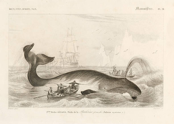 Hand-colored steel Engraving Dictionnaire Universel d’Histoire Naturelle by Charles d'Orbigny 1849
