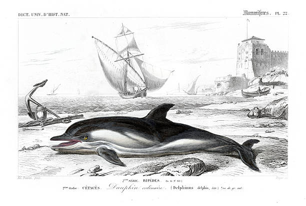 Hand-colored steel Engraving Dictionnaire Universel d’Histoire Naturelle by Charles d'Orbigny 1849