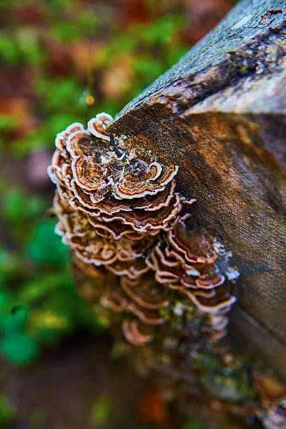 istock Bracket Fungi on Fallen Tree with Forest Bokeh Background 2226649032