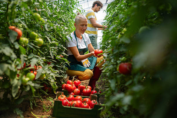 Couple engaged in growing organic tomatoes in a hothouse