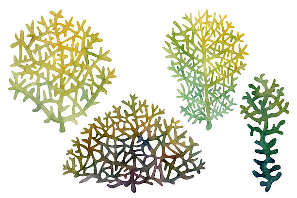 istock Fire coral, inhabitant of coral reefs 2226651522