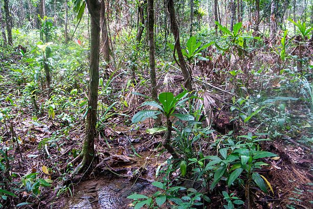 istock Narrow Trail Through Dense Tropical Jungle 2226651557