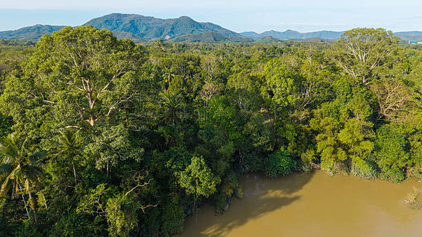 istock Aerial view green tropical rainforest big tree with river canal 2226652235