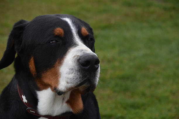 Capture of a Great Swiss Mountain dog close up and personal.