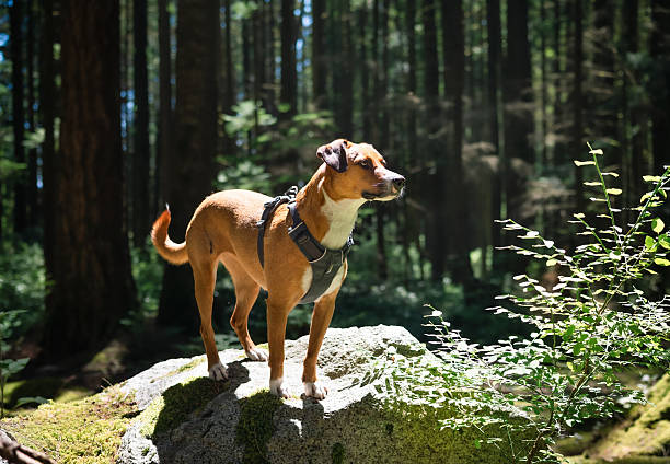 istock Backlit dog in forest looking at something with focus. 2226656091