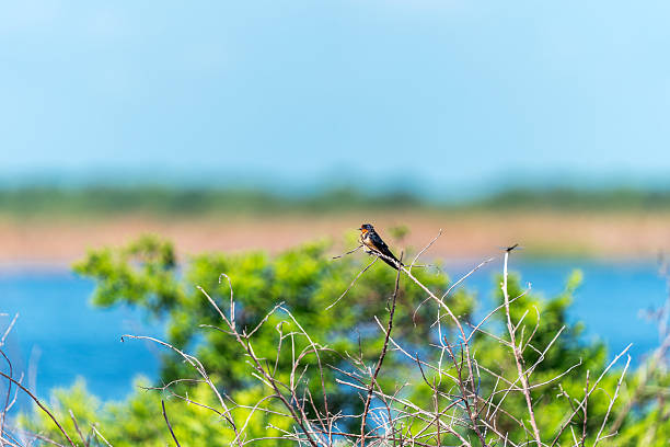 istock Barn Swallow (Hirundo rustica) Florida, USA 2226656166