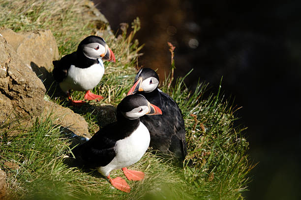 istock Captivating puffins at Raudanes Point basking in the Icelandic sunlight 2226656303