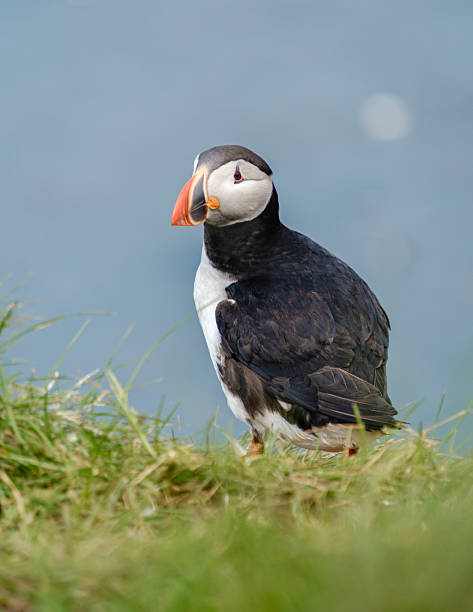 istock Puffin standing on green grass against a stunning Icelandic coastal backdrop 2226656791
